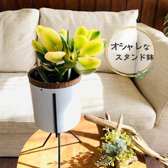 金のなる木 スタンド鉢 4号 観葉植物 ギフト 引っ越し 祝い その他