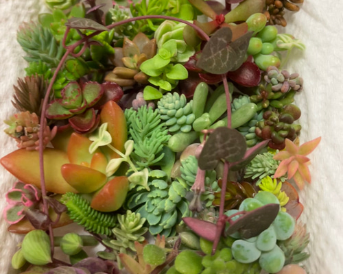 多肉植物カット苗バラ売り！注文はこちらにコメントください(^^) 11/19お昼12時までにご注文＋お支払い→19〜21発送予定！多肉植物