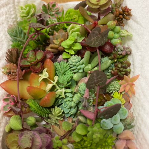 ①ミニ苗大量セット✨多肉植物　エケベリア　カット苗　寄せ植えに！ 多肉植物カット苗ミニバック❤︎夏休み中ですm(_ _)m 8/25以降
