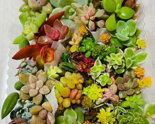 多肉植物カット苗ミニバック❤︎〜7/15 オプション苗パック割引