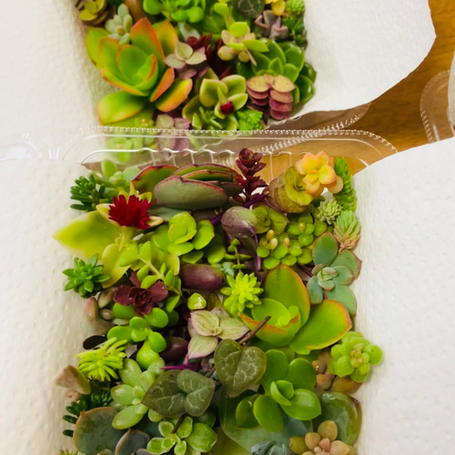 11/19お昼12時までにご注文＋お支払い→19〜21発送予定！多肉植物