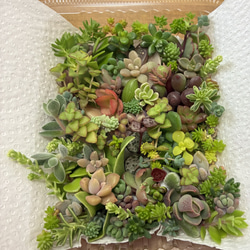 ❤︎サラダボウル内径約20cm❤︎多肉植物寄せ植えまるでサラダ