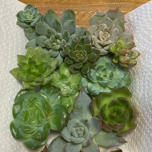 11/19お昼12時までにご注文＋お支払い→19〜21発送予定！多肉植物