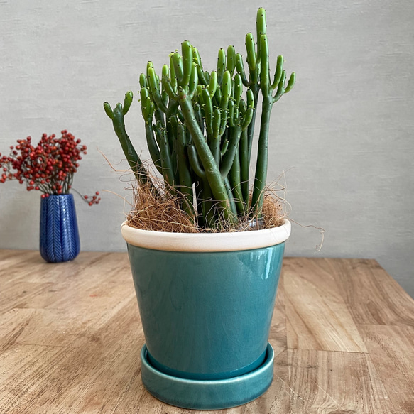 送料無料 観葉植物 ユーフォルビア セドロルム 陶器鉢