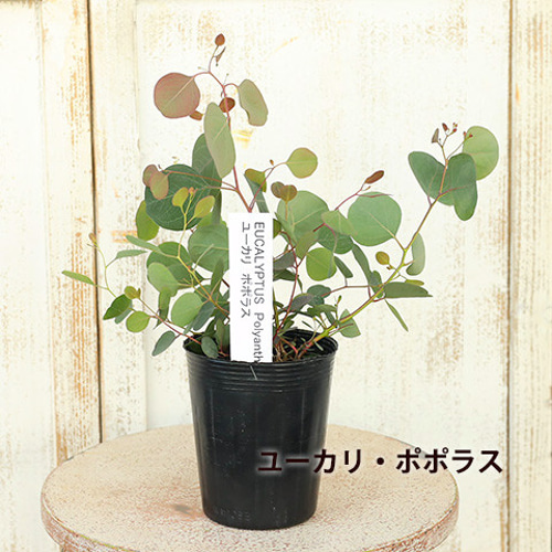 ユーカリ アルビダ 陶器鉢