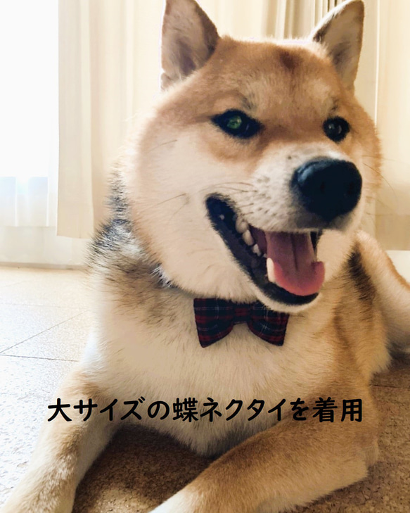 小型犬用オーダーのご案内 12枚目の画像