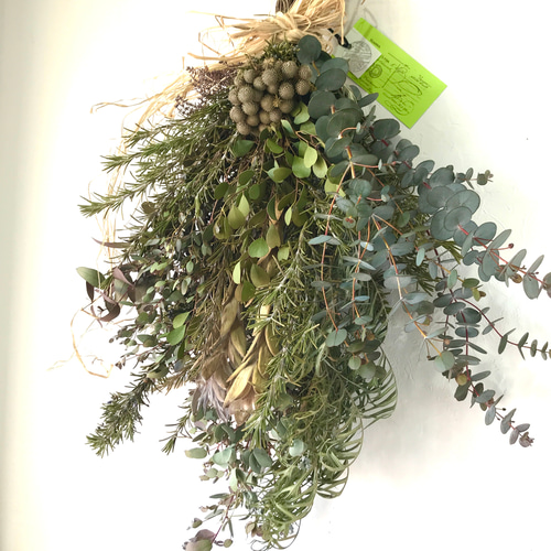 新芽の美しいユーカリ香るプロテアのコロンとしたナチュラルスワッグ