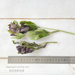 クリスマスローズ　（ヘレボルス）　紫　【 ロスフラワー 】　＜ 六合（くに）の花 ドライフラワープロジェクト ＞ 3枚目の画像
