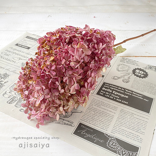 紫陽花ドライフラワー A11 大量 115サイズ 北海道産 秋色紫陽花 北海道産 秋色みなづきあじさい 1本 ドライフラワー ＜アジサイ