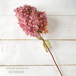 北海道産 秋色みなづきあじさい 1本 ドライフラワー ＜アジサイ