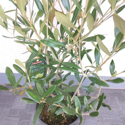 新品種 オリーブの木【ひなかぜ】 雛風 樹形綺麗 ボリューム
