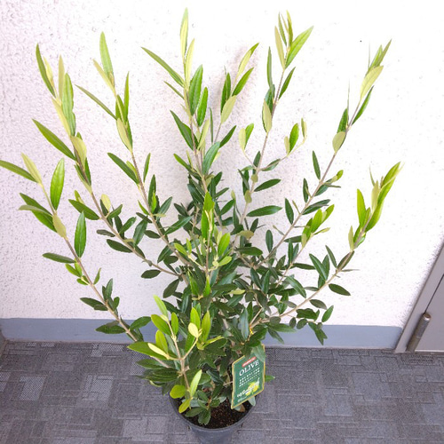 ●６品種セット★●オリーブの木●シンボルツリー　オリーブの苗　希少 現品発送 オリーブの木 14-15号鉢 樹高1.6-1.7m(鉢底から