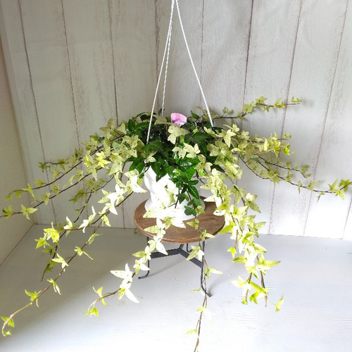 公式通販サイトセール 花サボテン 白雪姫 大型大輪美花 （現品】多肉植物 花サボテン サボテン