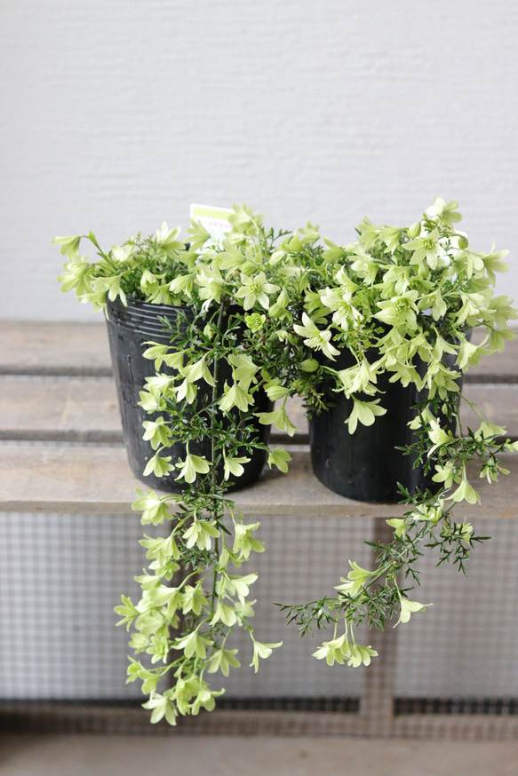 クレマチス２苗セット クレマチスの苗 2苗セット クレマチス 苗」の人気商品一覧 | 安い商品を