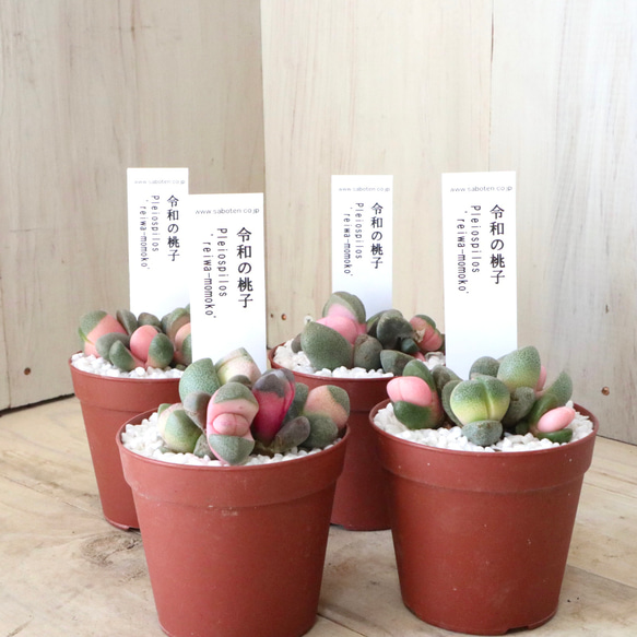 令和の桃子♡プレイオスピロス♡多肉植物♡１鉢♡ 4枚目の画像