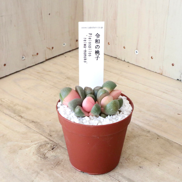 令和の桃子♡プレイオスピロス♡多肉植物♡１鉢♡ 6枚目の画像