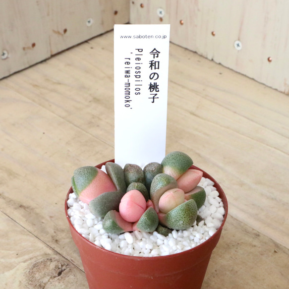 令和の桃子♡プレイオスピロス♡多肉植物♡１鉢♡ 5枚目の画像