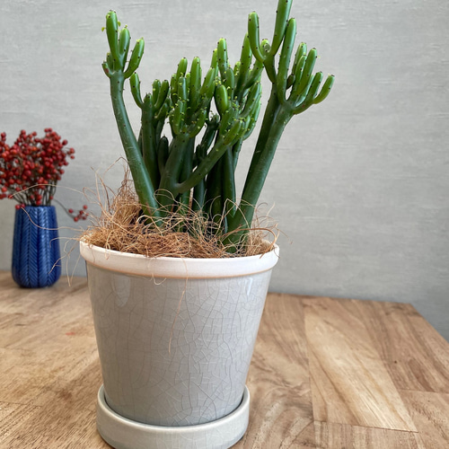 送料無料 観葉植物 ユーフォルビア セドロルム 陶器鉢 薄い