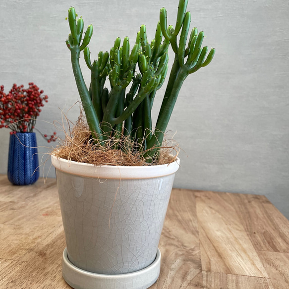 送料無料 観葉植物 ユーフォルビア セドロルム 陶器鉢 薄い