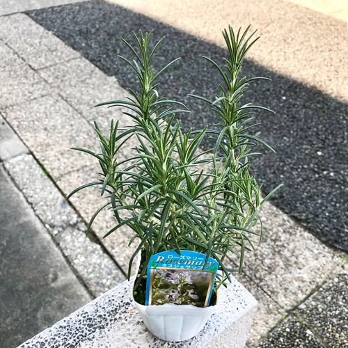 品種が選べる！ ハーブ ローズマリー その他インテリア雑貨 PLANTS