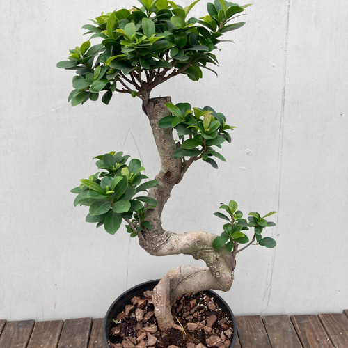 帯付き　ガジュマルの樹の下で 観葉植物 ガジュマル 4号 股仕立て ラスターポット 付き | 観葉