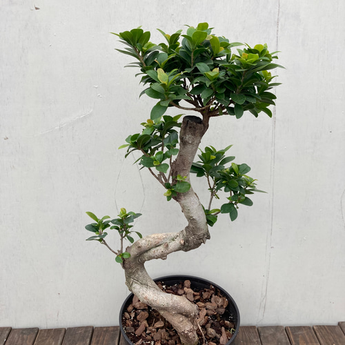 帯付き　ガジュマルの樹の下で 観葉植物 ガジュマル 4号 股仕立て ラスターポット 付き | 観葉