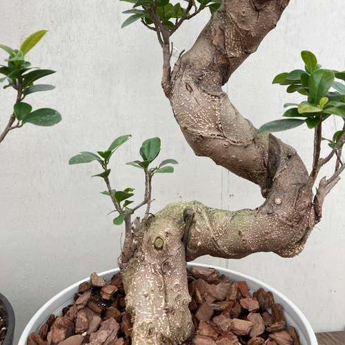 ガジュマル♪多幸の木♪カッコイイ捻りの樹形♪観葉植物♪ アート