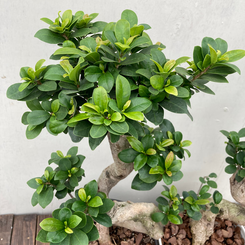 ガジュマル♪多幸の木♪カッコイイ捻りの樹形♪観葉植物♪ アート