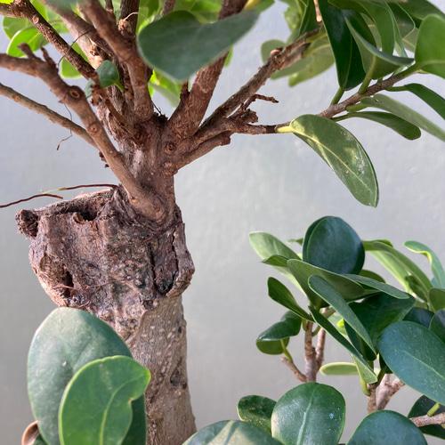 ガジュマル♪多幸の木♪カッコイイ捻りの樹形♪観葉植物