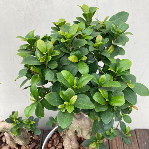 ガジュマル♪多幸の木♪カッコイイ捻りの樹形♪観葉植物♪ アート