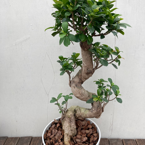 ガジュマル♪多幸の木♪カッコイイ捻りの樹形♪観葉植物♪ アート