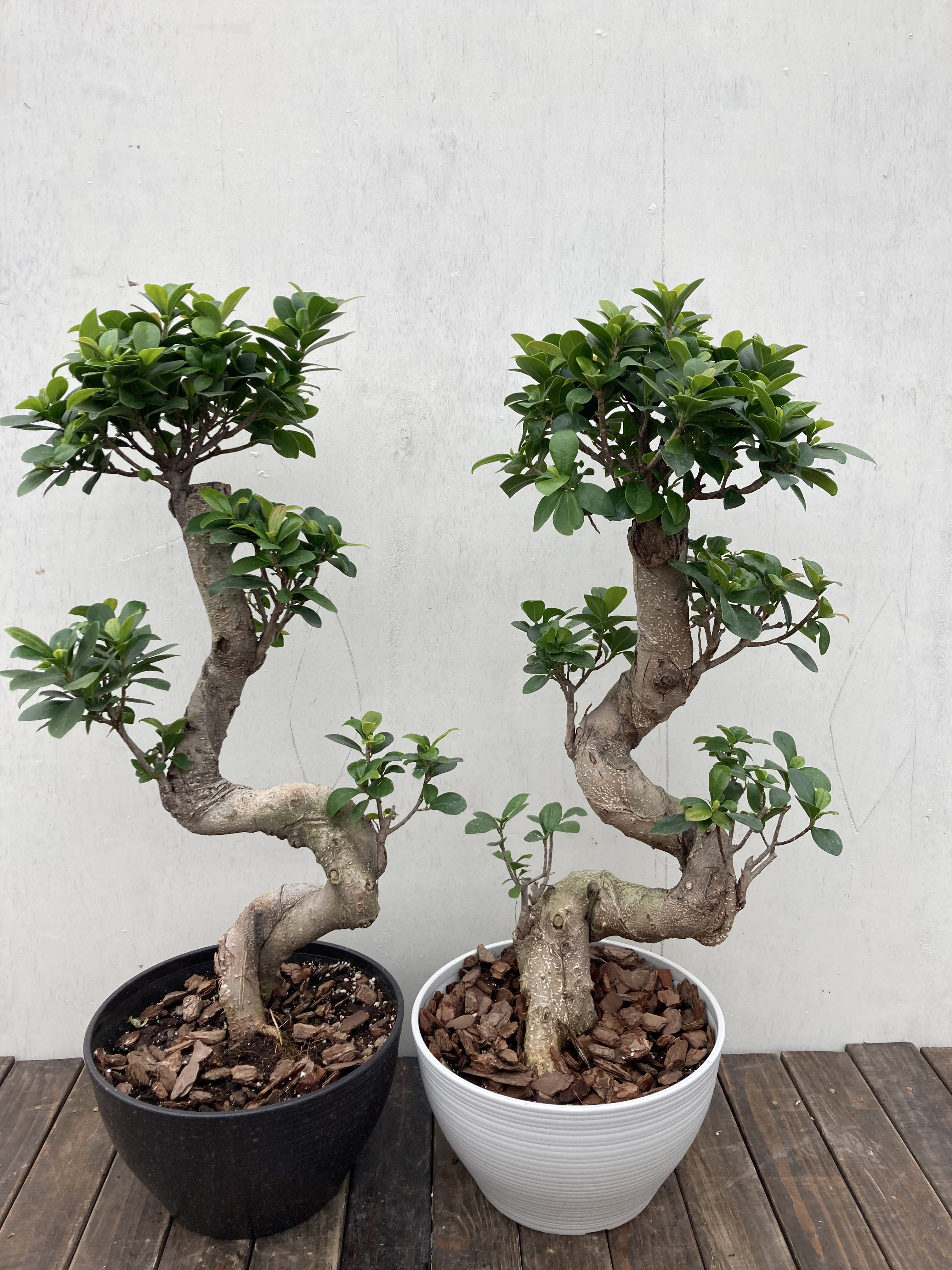 絵画 「多幸の樹」 ガジュマル♪多幸の木♪カッコイイ捻りの樹形♪観葉植物♪ アート