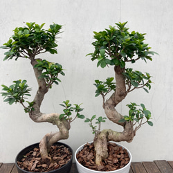 ガジュマル♪多幸の木♪カッコイイ捻りの樹形♪観葉植物♪ アート