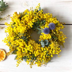 オーレアミモザの蕾とイエローのリース　春　クラスペディア　アリッサム オーレアミモザの蕾とイエローのリース 春 クラスペディア アリッサム