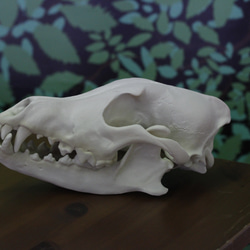 【受注生産】大淀町ニホンオオカミ 原寸大・復元頭骨模型　骨色カラー 7枚目の画像
