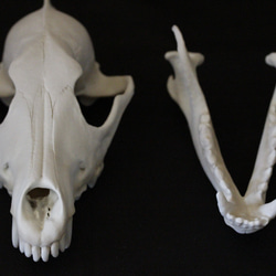 【受注生産】大淀町ニホンオオカミ 原寸大・復元頭骨模型　骨色カラー 4枚目の画像