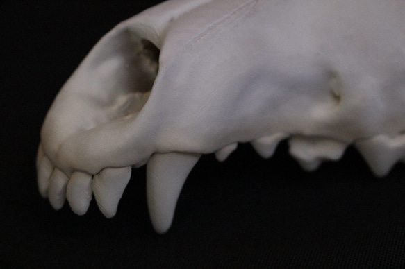 【受注生産】大淀町ニホンオオカミ 原寸大・復元頭骨模型　骨色カラー 6枚目の画像