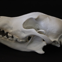 【受注生産】大淀町ニホンオオカミ 原寸大・復元頭骨模型　骨色カラー 1枚目の画像