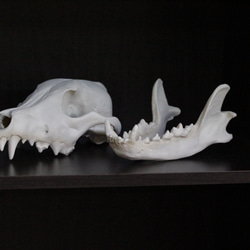 【受注生産】大淀町ニホンオオカミ 原寸大・復元頭骨模型　骨色カラー 8枚目の画像