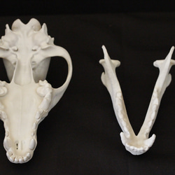 【受注生産】大淀町ニホンオオカミ 原寸大・復元頭骨模型　骨色カラー 5枚目の画像