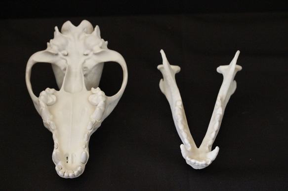 【受注生産】大淀町ニホンオオカミ 原寸大・復元頭骨模型　骨色カラー 5枚目の画像