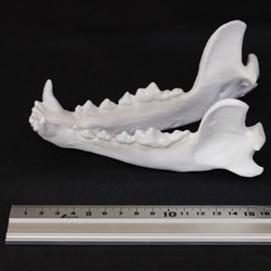 【受注生産】大淀町ニホンオオカミ 原寸大・復元頭骨模型　骨色カラー 3枚目の画像