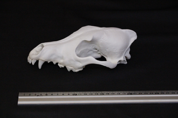 【受注生産】大淀町ニホンオオカミ 原寸大・復元頭骨模型　骨色カラー 2枚目の画像