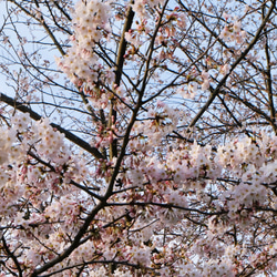 桜染めミニストール　桜ハンドメイド2024 羽二重シルク 8枚目の画像