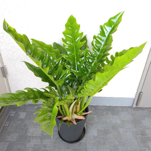 現品】希少種 ②フィロデンドロン【ナロー】 大株 観葉植物 高級