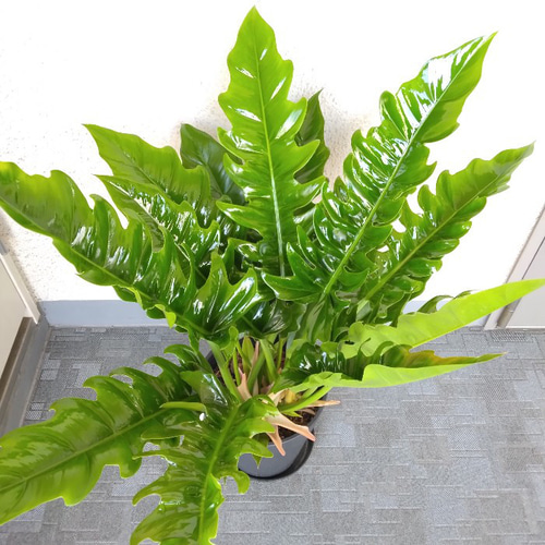 現品】希少種 ②フィロデンドロン【ナロー】 大株 観葉植物 高級