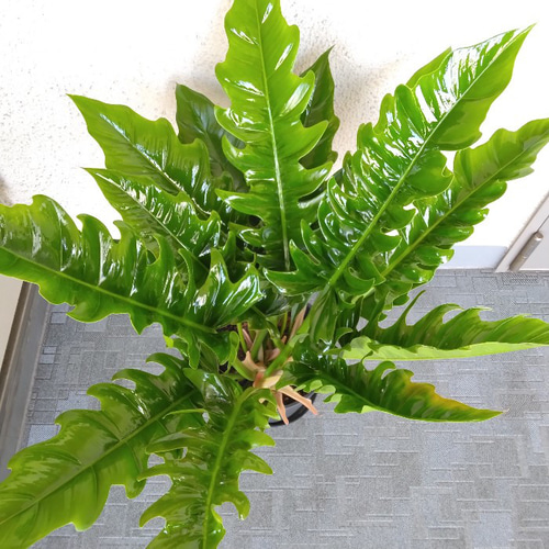 現品】希少種 ②フィロデンドロン【ナロー】 大株 観葉植物 高級