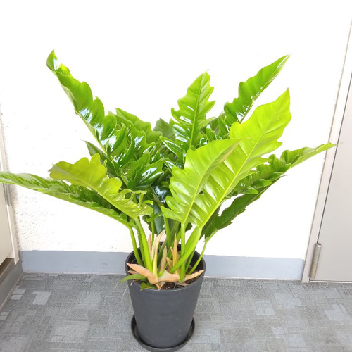 現品】希少種 ②フィロデンドロン【ナロー】 大株 観葉植物 高級