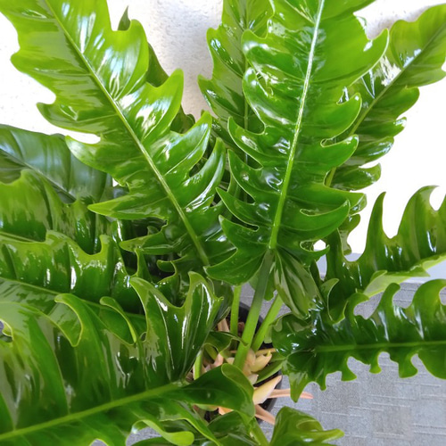 希少❗️スヌーピー❗️フィロデンドロン　アプラナタム　アプラナツム✨ 希少❗️スヌーピー❗️フィロデンドロン アプラナタム アプラナツム