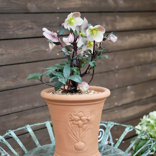 寄せ植え ウィッチフォード鉢 鉢だけ購入OKです 【公式通販】